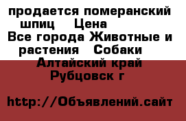 продается померанский шпиц  › Цена ­ 35 000 - Все города Животные и растения » Собаки   . Алтайский край,Рубцовск г.